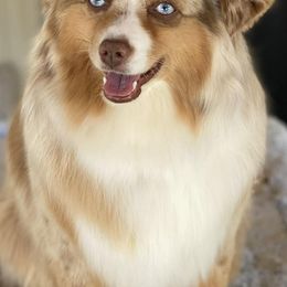 Miniature Australian Shepherds and Toy Australian Shepherds from Bar C Toy & Mini Aussies
