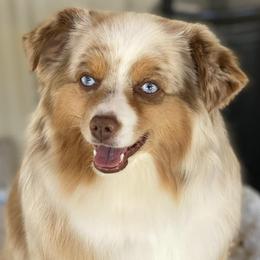 Miniature Australian Shepherds and Toy Australian Shepherds from Bar C Toy & Mini Aussies
