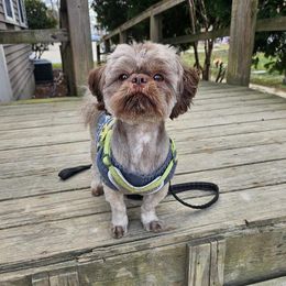 Benji - Shih Tzu