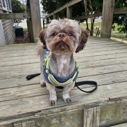 Benji - Shih Tzu
