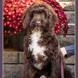 Jimmy - Brown white and tan male Cockapoo puppy in Connersville, Indiana from Deaz Doodle Ranch