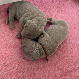 Weimaraner Puppies from Trax Weimaraners