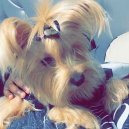 Yorkshire Terriers from Shakerra's Yorkshire Terriers