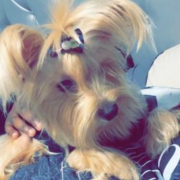 Yorkshire Terriers from Shakerra's Yorkshire Terriers