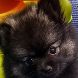 Pomeranian Puppies from Bougie Pomz