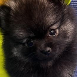 Pomeranian Puppies from Bougie Pomz