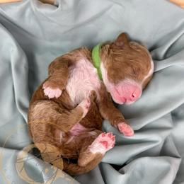 Green Bean - Red  male Goldendoodle puppy in Murrieta, California from Apricot Poodles & Goldendoodles, LLC