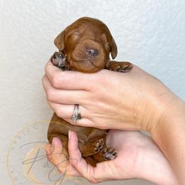 Gouda - Red  male Goldendoodle puppy in Murrieta, California from Apricot Poodles & Goldendoodles, LLC
