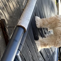 Australian Labradoodle Puppies from Strawberry Fields Labradoodles