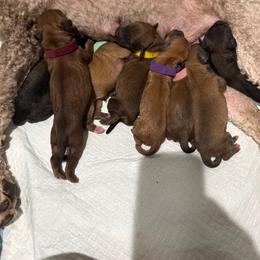 Girl 2 - Brown female Whoodle puppy in Pima, Arizona from Schmidt's K9s