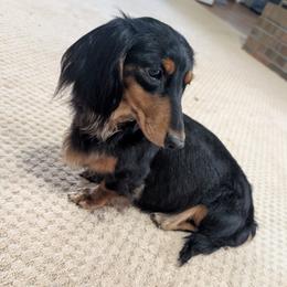 Honey - Dachshund