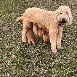 Hera - Goldendoodle