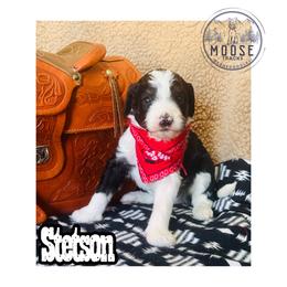 Stetson - Tri-color male Bernedoodle puppy in Belleville, Michigan from Moose Tracks Bernedoodles