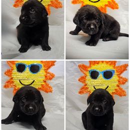 Girl 2 - Black female Labrador Retriever puppy in Holyoke, Massachusetts from Urban Oak Labradors LLC