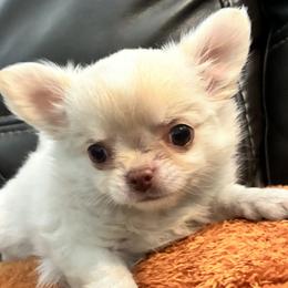 Creme Brulee - Cream and white female Chihuahua puppy in Summerfield, Florida from Impeccable's Boutique & Ethical Breeder for the educated & discriminating ONLY