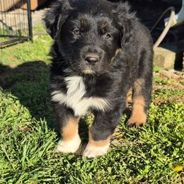Ike (Drago) - Black tri-color male Australian Shepherd puppy in Harrodsburg, Kentucky from Triple M Aussies