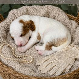 Goldendoodle Puppies from RadDoodles