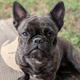 Belle - French Bulldog