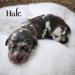 Hale - Merle male Double Doodle puppy in Cleveland, Tennessee from Edgewater Doodles & Designer Pups