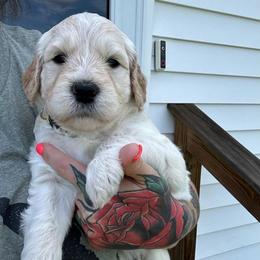 Sunny - Cream male Goldendoodle puppy in Glennville, Georgia from Pickle Creek Kennels