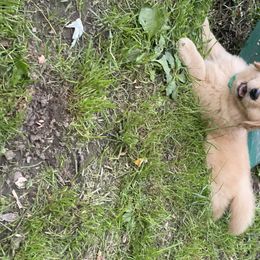 Golden Retriever and Siberian Husky Puppies from Nevani Goldens & Siberians