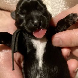 Maltipoo, Morkie, and Yorkipoo Puppies from Danza Bolo