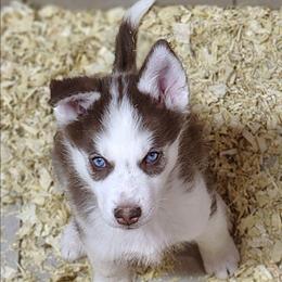 Sean (Blue eyes) - Red and white male Siberian Husky puppy in Heppner, Oregon from Yuki Ookami Show Kennel