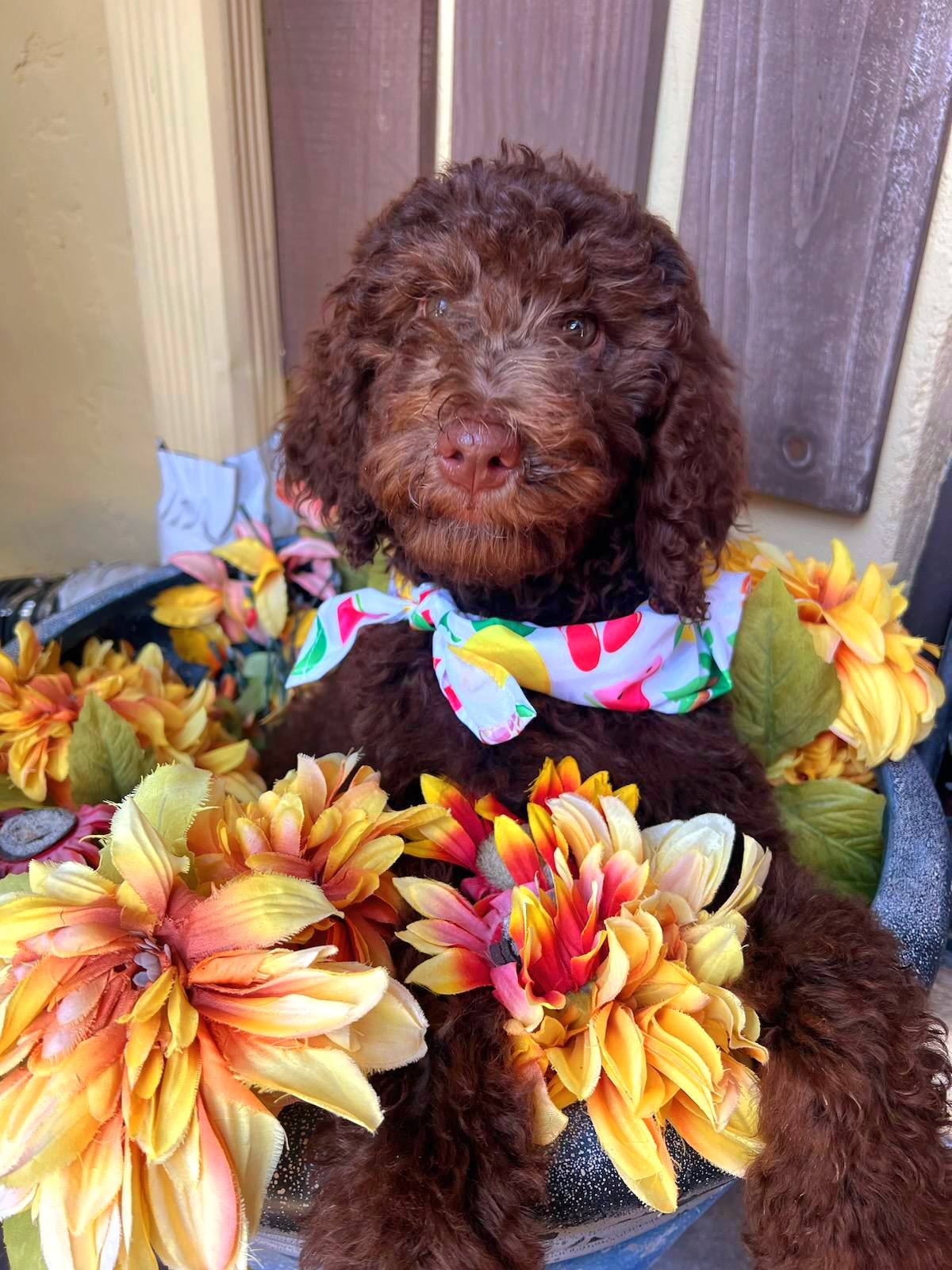 Miley - Chocolate Labradoodle puppy in Florida from 7 Puppies