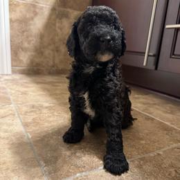 Linus - All black with White chest - Parti male Poodle puppy in Canfield, Ohio from Poo's Doo's & Inu's