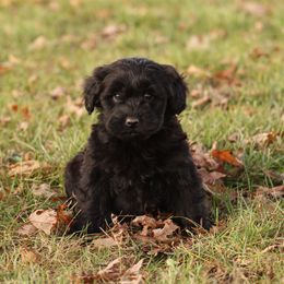 Raven - Black female Whoodle puppy in West Bend, Iowa from Blue Skies Terriers