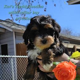 Boy 1 - Tri-color male Bernedoodle puppy in Schertz, Texas from Kat's Teddydoodles