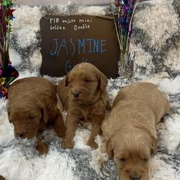 Goldendoodle and Poodle Puppies from Partridge Doodles and Poodles