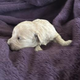 Thyme - Cream male Goldendoodle puppy in Waynesboro, Virginia from Forest Creek Kennel