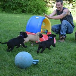Great Dane Puppies from VanDelft Danes