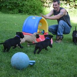 Great Dane Puppies from VanDelft Danes