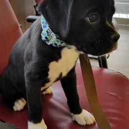 Boxers from Renee & Wesley's Boxer Puppies