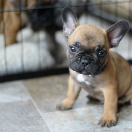 French Bulldog and Goldendoodle Puppies from Fox Run Farm