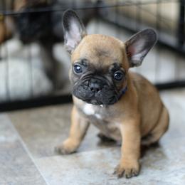French Bulldog and Goldendoodle Puppies from Fox Run Farm