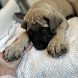 Mastiff Puppies from MLJ Mastiffs Florida