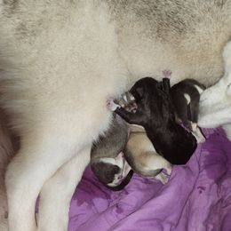 Siberian Husky Puppies from Spirit of the Moon Siberians