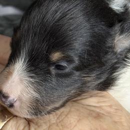 Shetland Sheepdogs from Georgina's Shetland Sheepdog