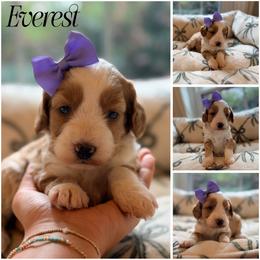 Everest - Red female Australian Labradoodle puppy in Summerfield, North Carolina from Four Oaks Labradoodles