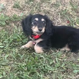 AKC Black and cream LONGHAIR - Black and cream male Dachshund puppy in Anderson, California from Golden Paws Dachshunds