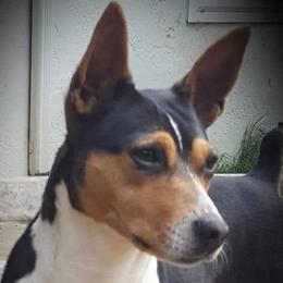 Rat Terrier puppies from Dal Cais Rat Terriers