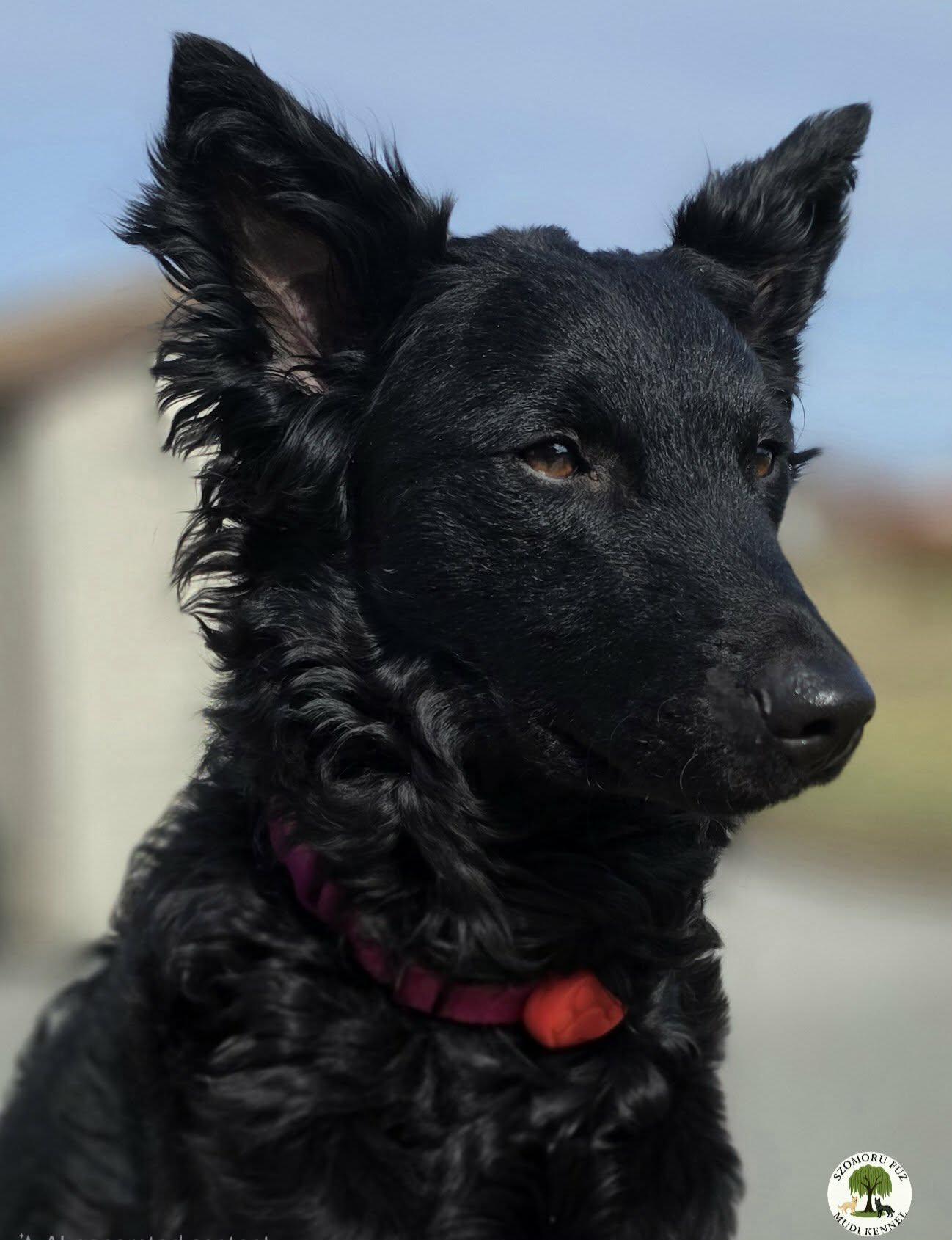 Echo