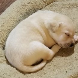 Labrador Retriever Puppies from Heartride Labradors