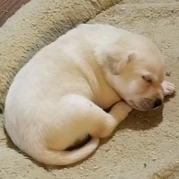 Labrador Retriever Puppies from Heartride Labradors