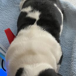 Basset Hound Puppies from 5th Day Farm