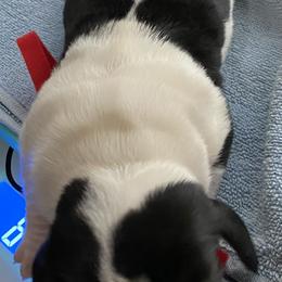 Basset Hound Puppies from 5th Day Farm