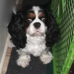 Micah - Cavalier King Charles Spaniel